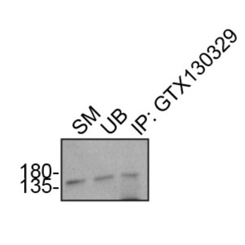 IP Image
