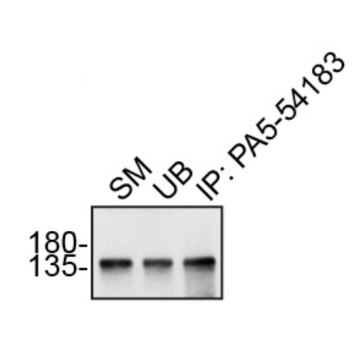 IP Image