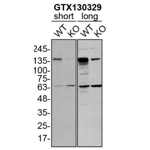 WB Image