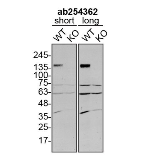 WB Image
