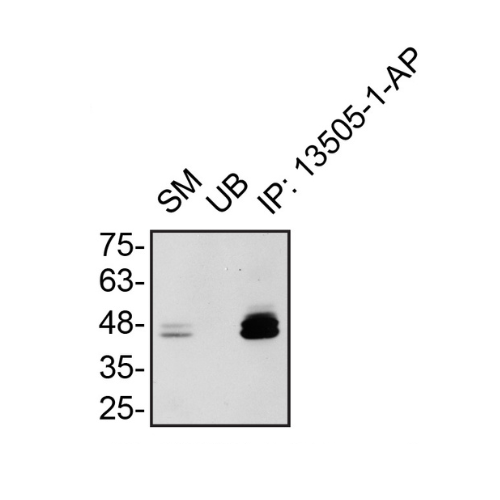 IP Image