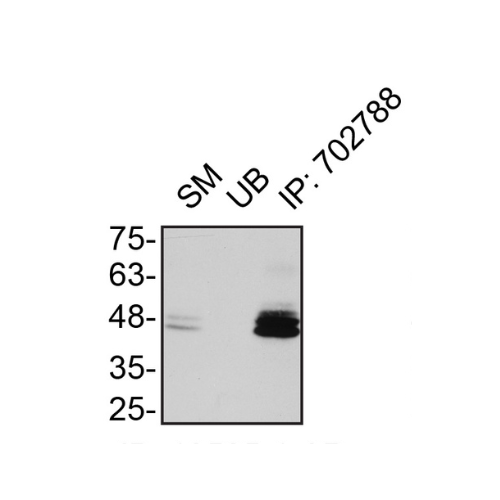 IP Image