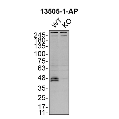 WB Image