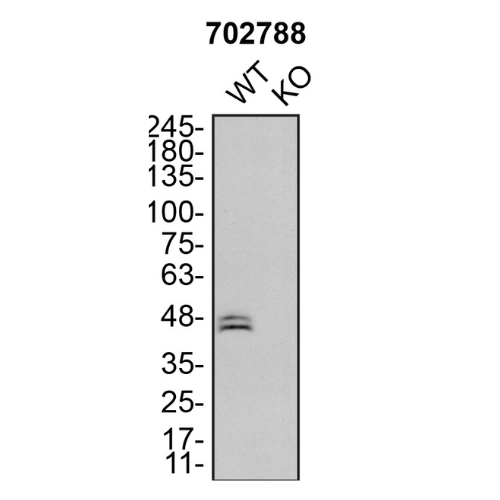 WB Image