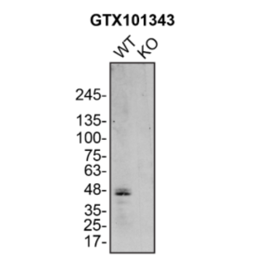 WB Image