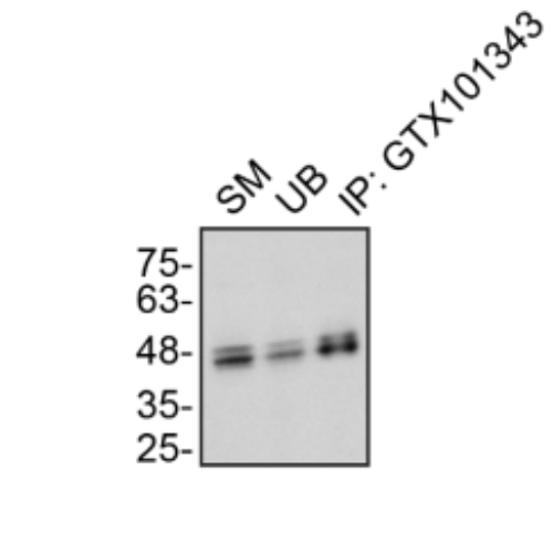 IP Image