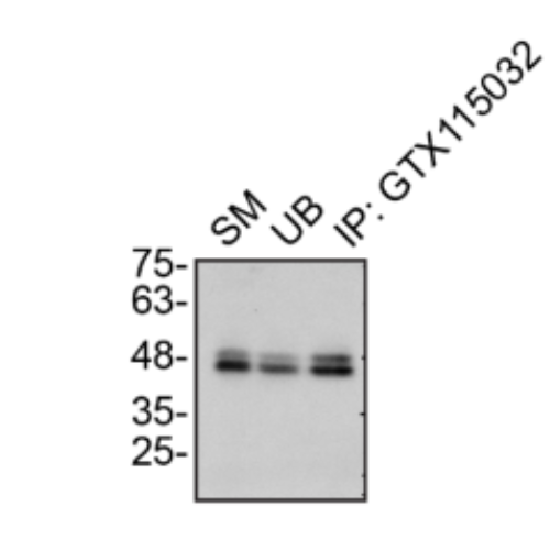 IP Image