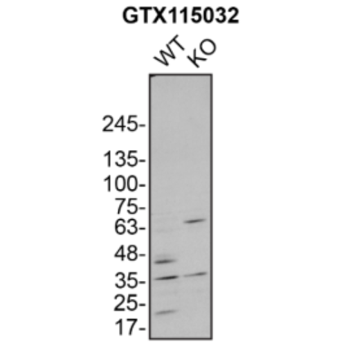 WB Image