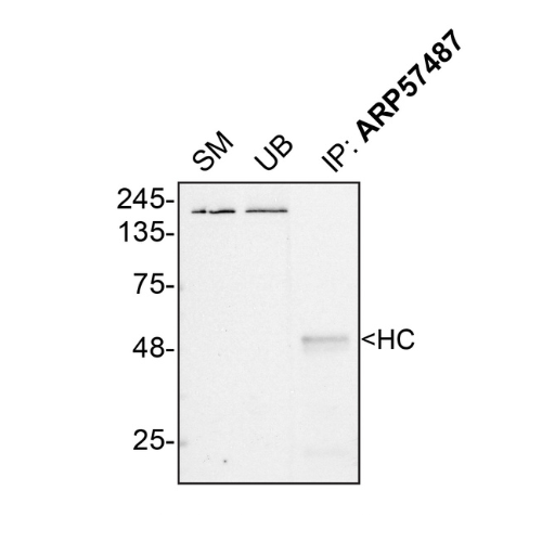 IP Image