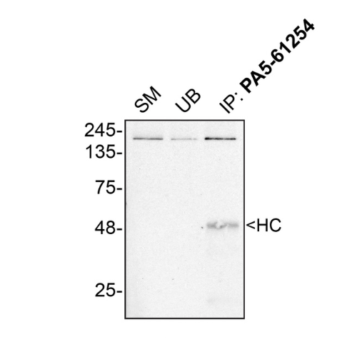 IP Image