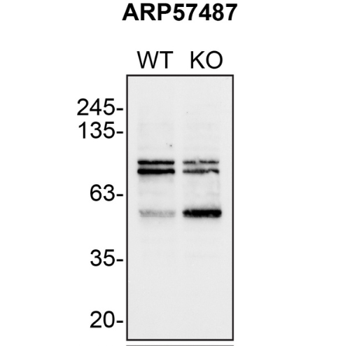 WB Image