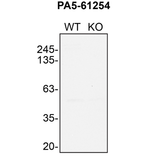 WB Image