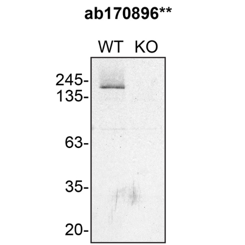 WB Image