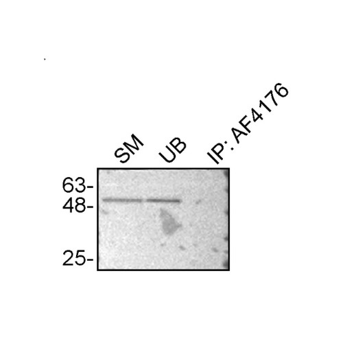 IP Image