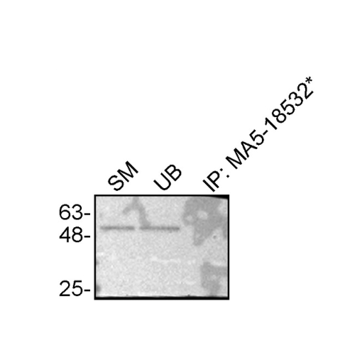 IP Image