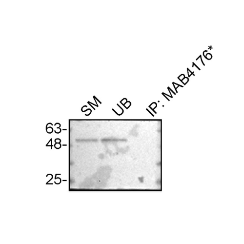 IP Image