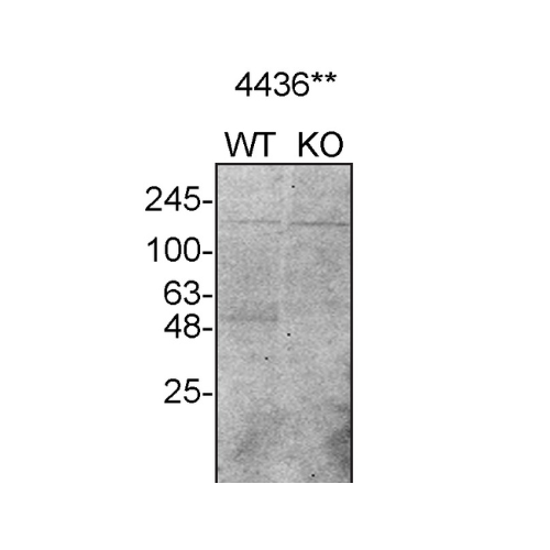 WB Image