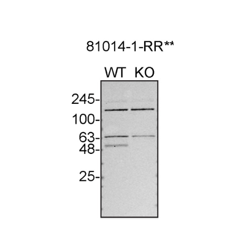 WB Image