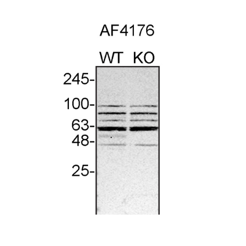 WB Image