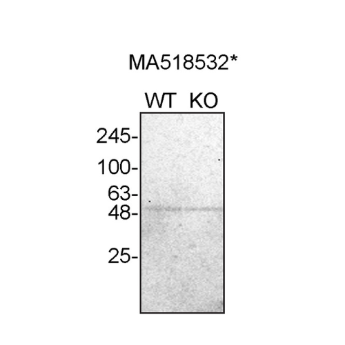 WB Image