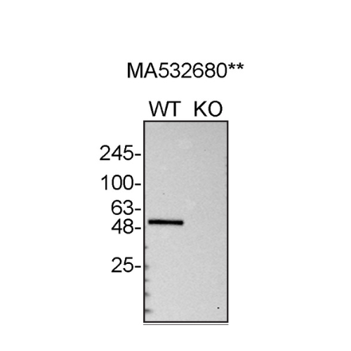 WB Image