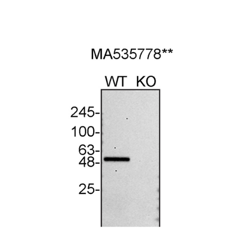 WB Image