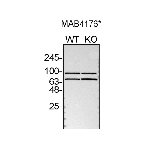 WB Image