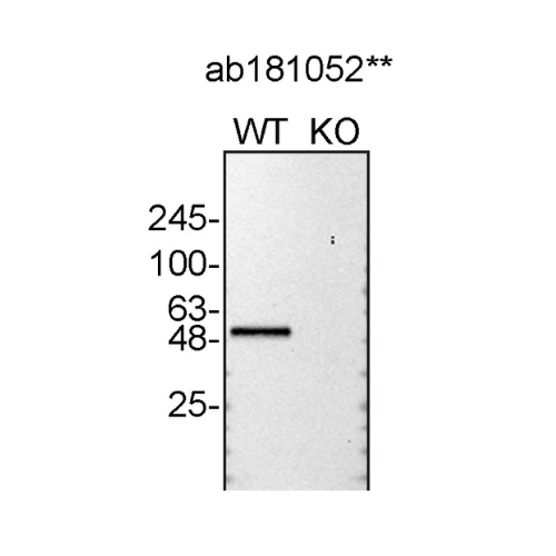 WB Image