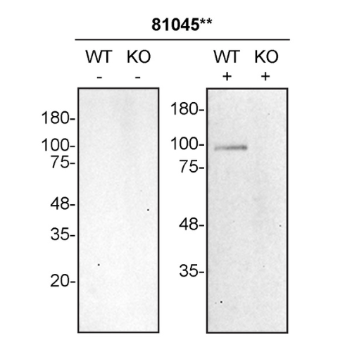 WB Image