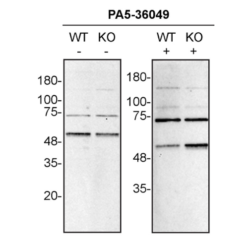 WB Image