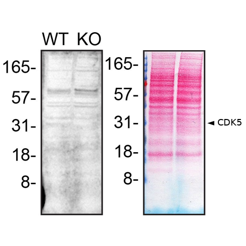 WB Image