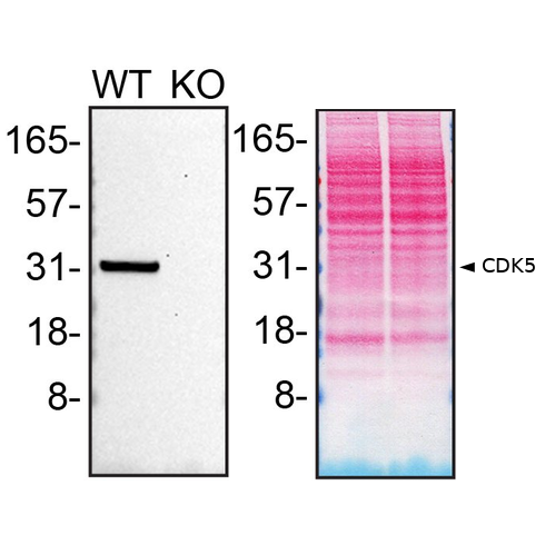 WB Image
