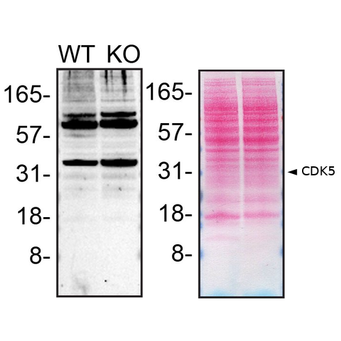 WB Image