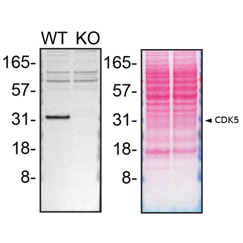 WB Image