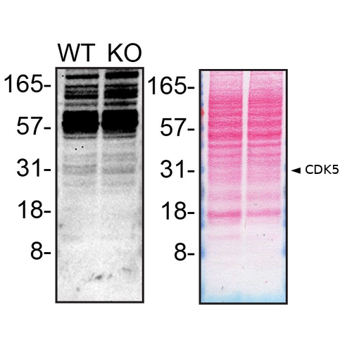 WB Image