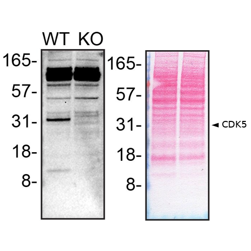 WB Image