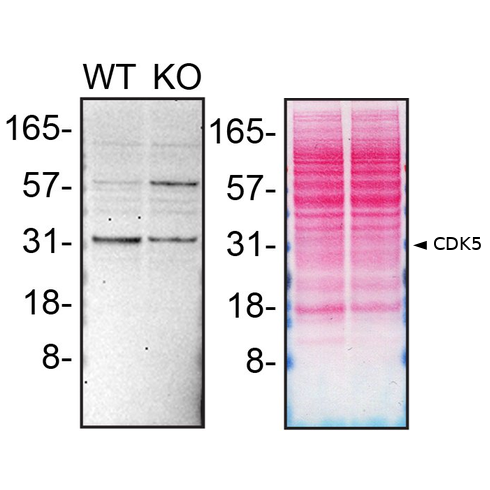 WB Image