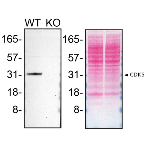 WB Image
