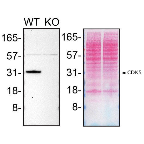 WB Image