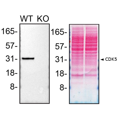WB Image