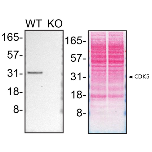 WB Image