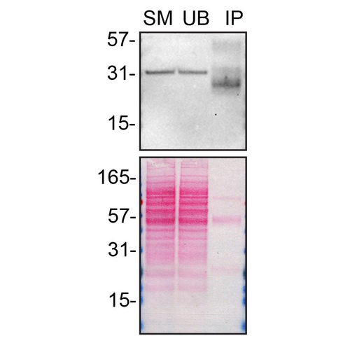 IP Image