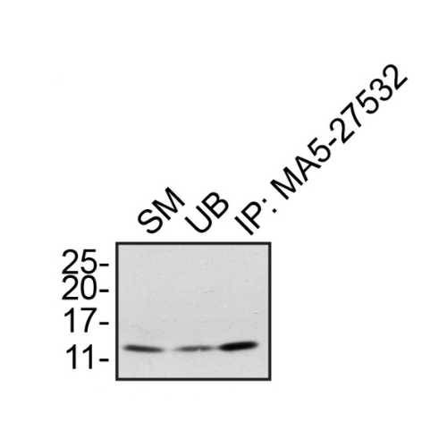 IP Image