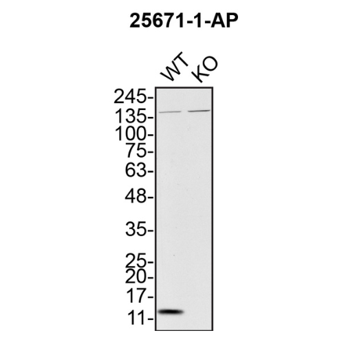 WB Image