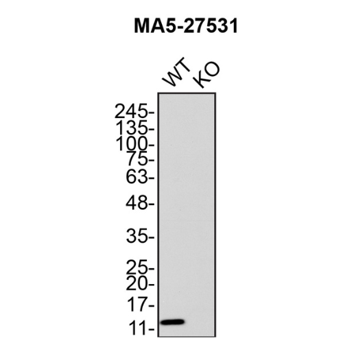 WB Image