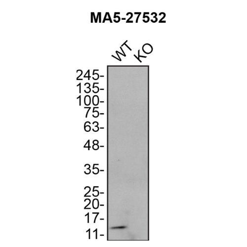WB Image