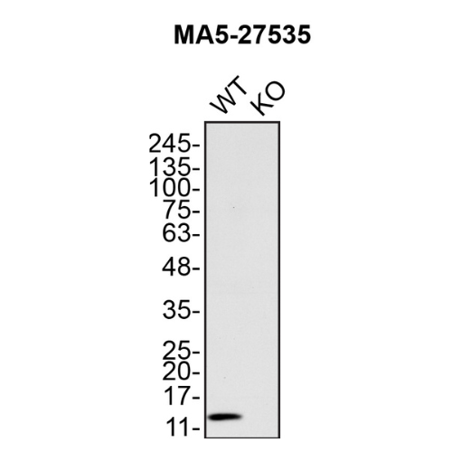 WB Image