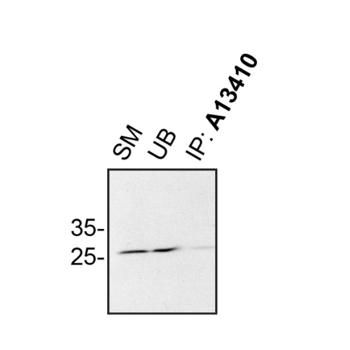 IP Image
