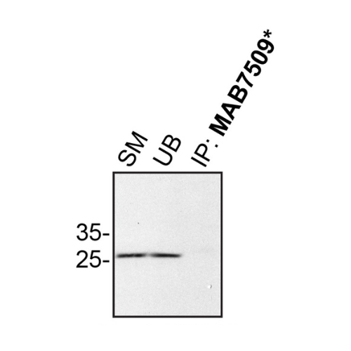 IP Image