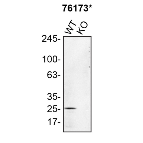 WB Image